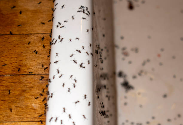 Best Pest Control Near Me  in Carthage, NC