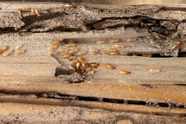 Best Ant Control Services  in Carthage, NC
